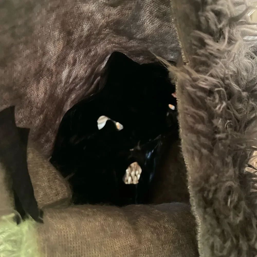 Scary Wolf Mask - Picture 15 of 16